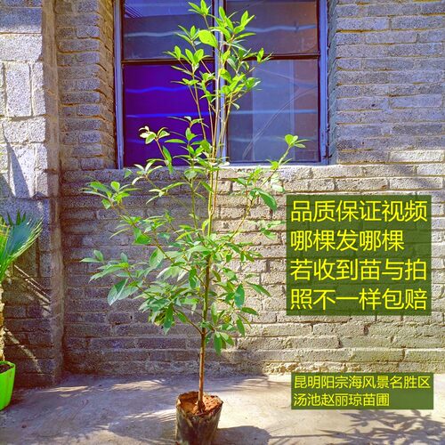 正宗金丝楠木树苗庭院植物盆栽小叶桢楠苗P常绿乔木别墅行道树