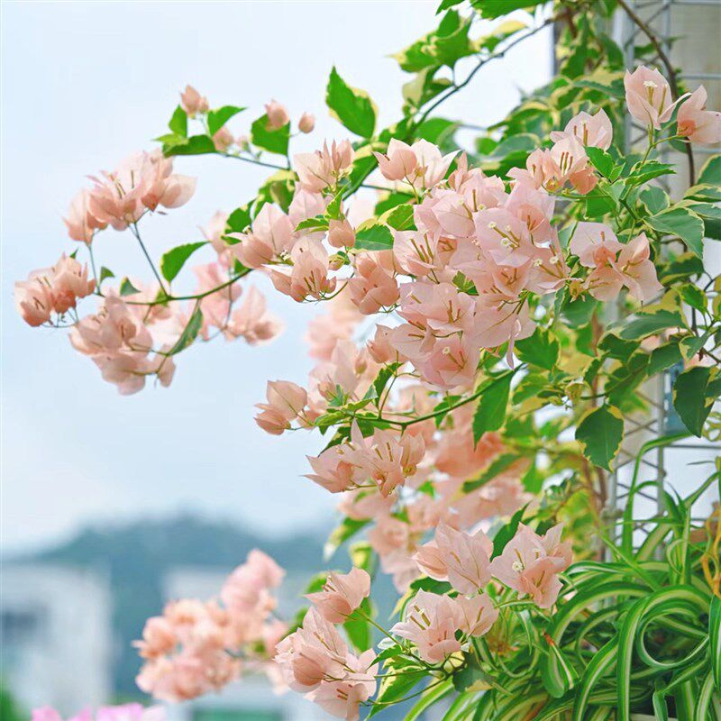 马斯佩拉克三角梅原生嫁接老桩三角梅四季开花阳T台庭院爬藤勤花