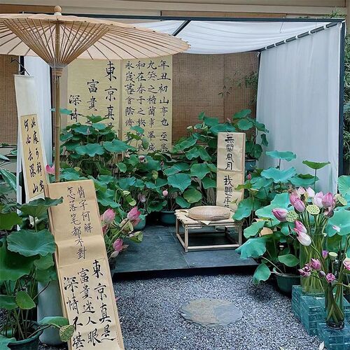 碗莲荷花盆栽带花苞发水培植物荷花庭院K阳台四季池塘水生睡莲花