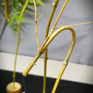 手工竹制龙头挂香架 竹子香挂 竹龙挂香架 竹子龙头竹子摆件