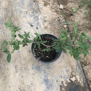 雪山上的日出荚蒾木绣球蝴蝶荚蒾粉色开花像落跑新娘结红色果