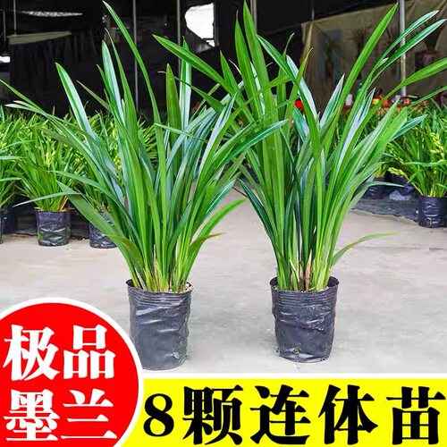 兰花盆栽墨兰花卉植物室内客厅浓香型花耐寒绿植四季建兰花苗盆景