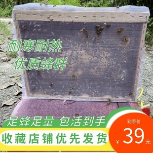 土蜜蜂优质中华蜜蜂中蜂蜂群带王带子脾阿坝蜂王蜂群养殖带箱包活