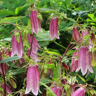 宿根风铃草 紫斑/粉章鱼/黄二重/红衣/萤袋 11cm口径盆