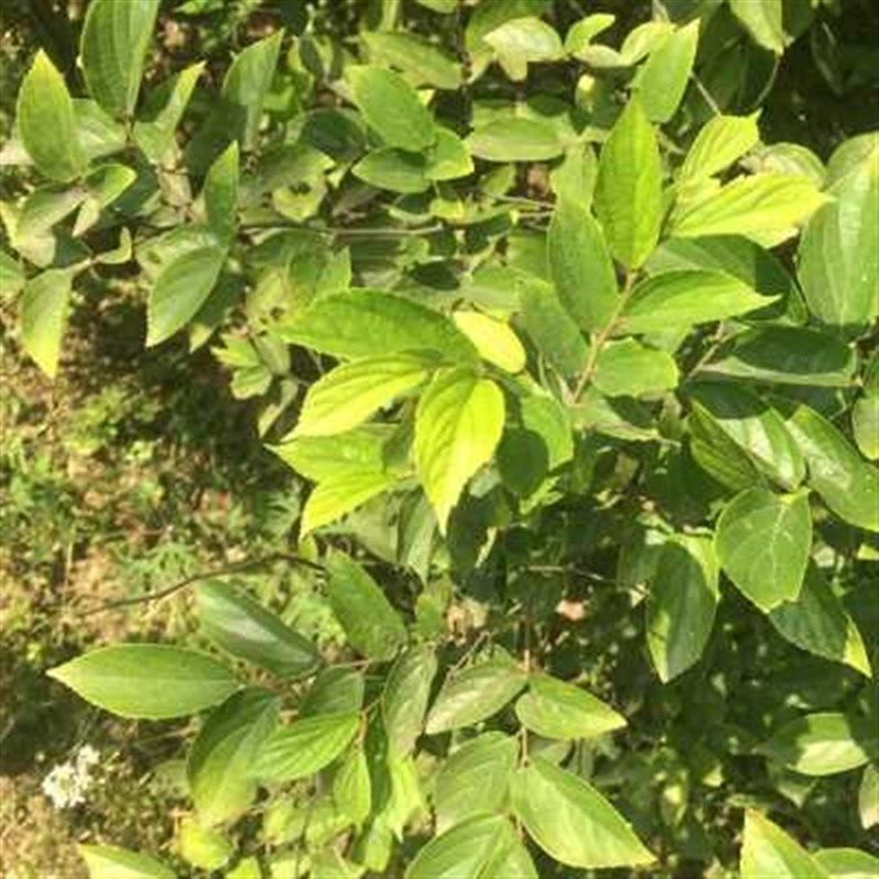 拆迁占地苗工程绿化苗庭院w行道树苗朴树苗 朴树树苗 朴树小苗