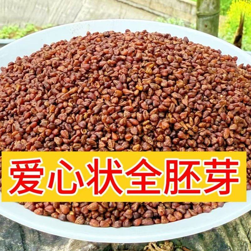 云南黑苦荞胚芽茶 清香型原生态 正宗大颗粒活动促销(支持试喝)