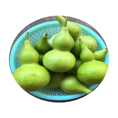 新鲜葫芦瓜农家自种葫芦蒲瓜田蒲酒酒葫芦瓜短瓠瓠瓜葫芦娃