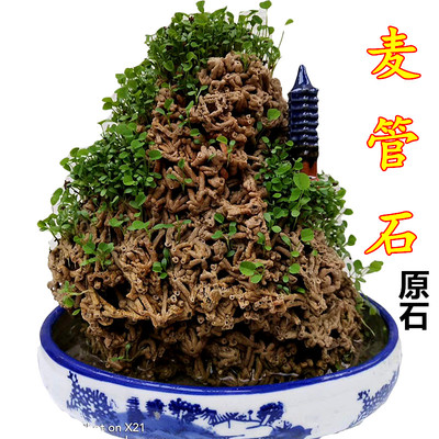 天然麦管石 吸水石假山盆景上水石 水秀石芦管石鱼缸造景