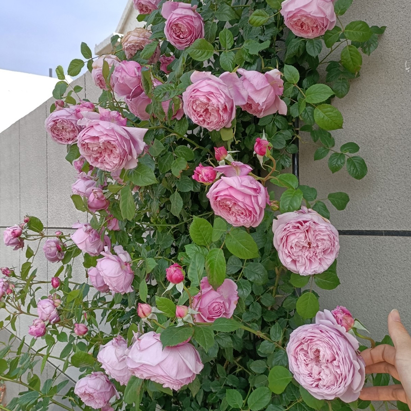 蔷薇花苗藤本月季 米大苗 特大爬藤植物四季花卉盆栽玫瑰