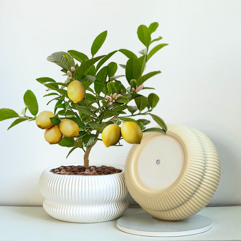 中式香水柠檬树花盆陶瓷大口径家用酒店桌面驱蚊盆栽盆桌面摆件