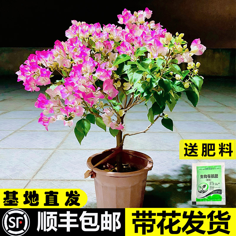 三角梅带花盆栽绿樱爬藤老桩红缨大苗四季开花卡亚塔阳台植物