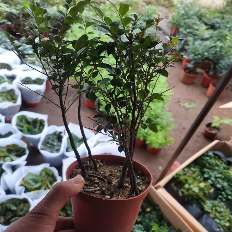 小叶紫檀盆景樹苗紫檀樹桩室内阳台盆栽花卉绿植耐寒四季常青植物