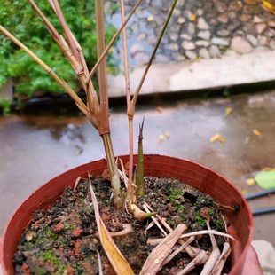 小琴丝竹花孝顺竹室外庭院竹观赏竹盆栽上佳素材中型竹种容易种植