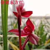 春剑红尊 带花苞发货 超低价 兰花兰草苗绿植园艺绿色植物盆栽
