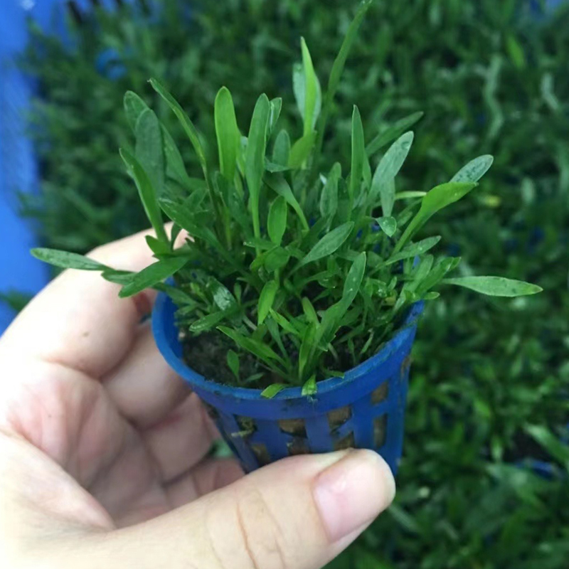 迷你椒草杯装泰国青椒皇冠草鱼缸造景前中景水草增氧阴性淡水植物