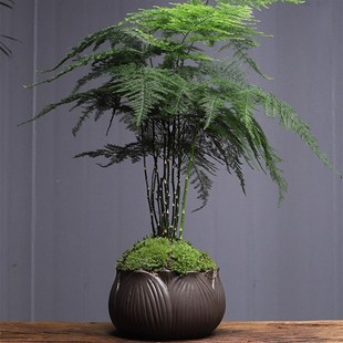 大文竹盆栽植物室内客厅精品创意中式禅意盆景四季常青绿植花卉