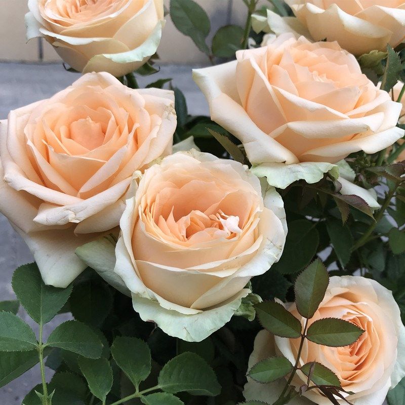 【香槟玫瑰花苗】蜜桃雪山切花月季苗阳台庭院花卉盆栽观花植物,鲜花速递/花卉仿真/绿植园艺,月季/蔷薇/玫瑰,淘宝优惠券,粉丝福利购,淘宝优惠卷
