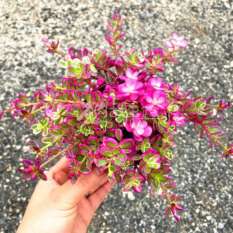 太阳花锦/马齿苋 多肉植物四季好养开花型桌面庭院美观绿植花卉