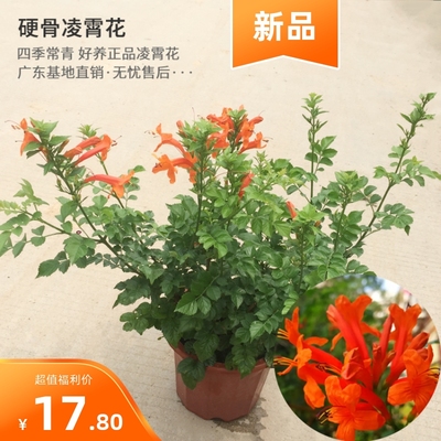 凌霄花苗 爬藤植物四季耐寒 凌霄花苗 爬藤植物 庭院 攀爬炮仗花