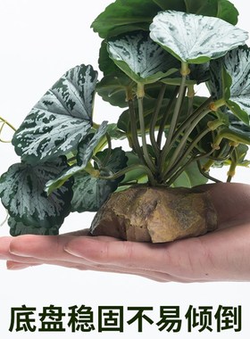 SuperRep爬虫造景雨林缸真植物爬宠陆龟蜥蜴睫角守宫饲养箱装饰