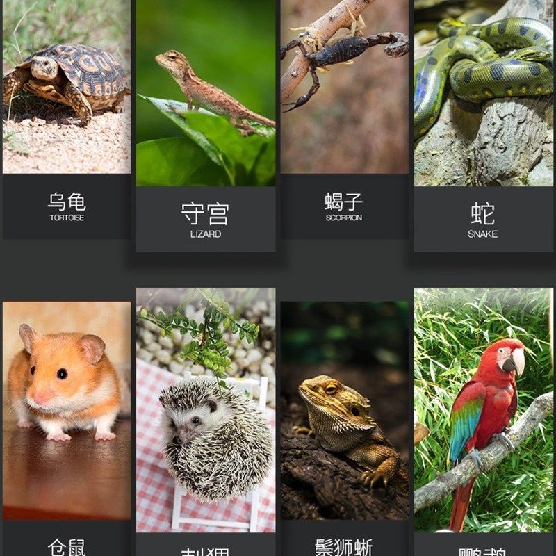 高端PVC爬宠蜥蜴饲养箱 芦丁鸡龟蛇异宠加热保温箱卵化智能箱,宠物/宠物食品及用品,笼子,淘宝优惠券,粉丝福利购,淘宝优惠卷