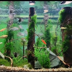 龙须根鱼缸雨林造景沉木装饰榕树根须藤蔓条模型植物情景地台枯藤