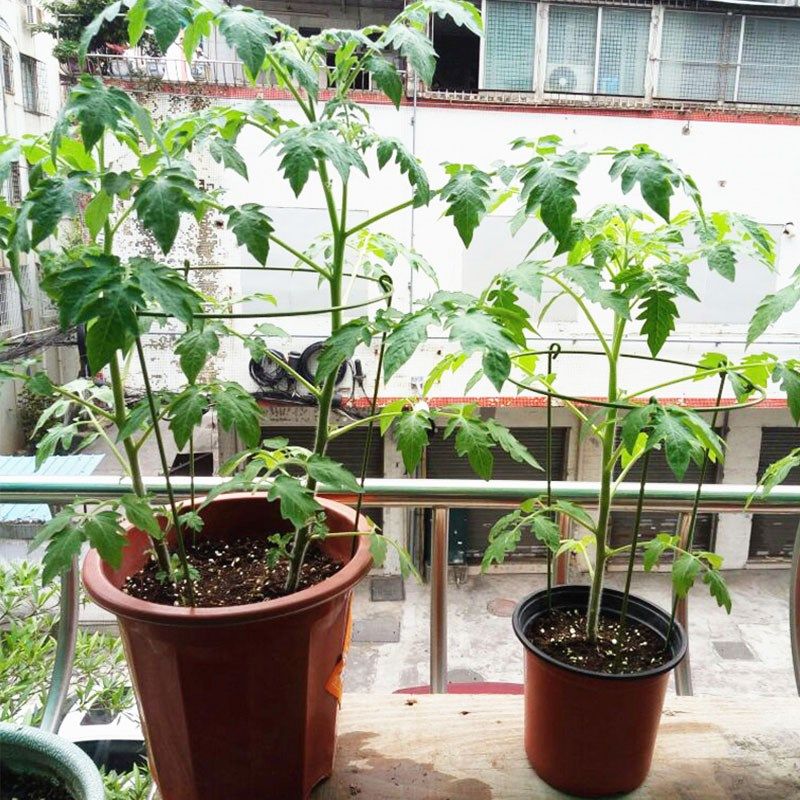 蟹爪兰支架单层花架兰花护叶支撑杆花架爬藤架子攀爬植物园艺支架,鲜花速递/花卉仿真/绿植园艺,花架,淘宝优惠券,粉丝福利购,淘宝优惠卷