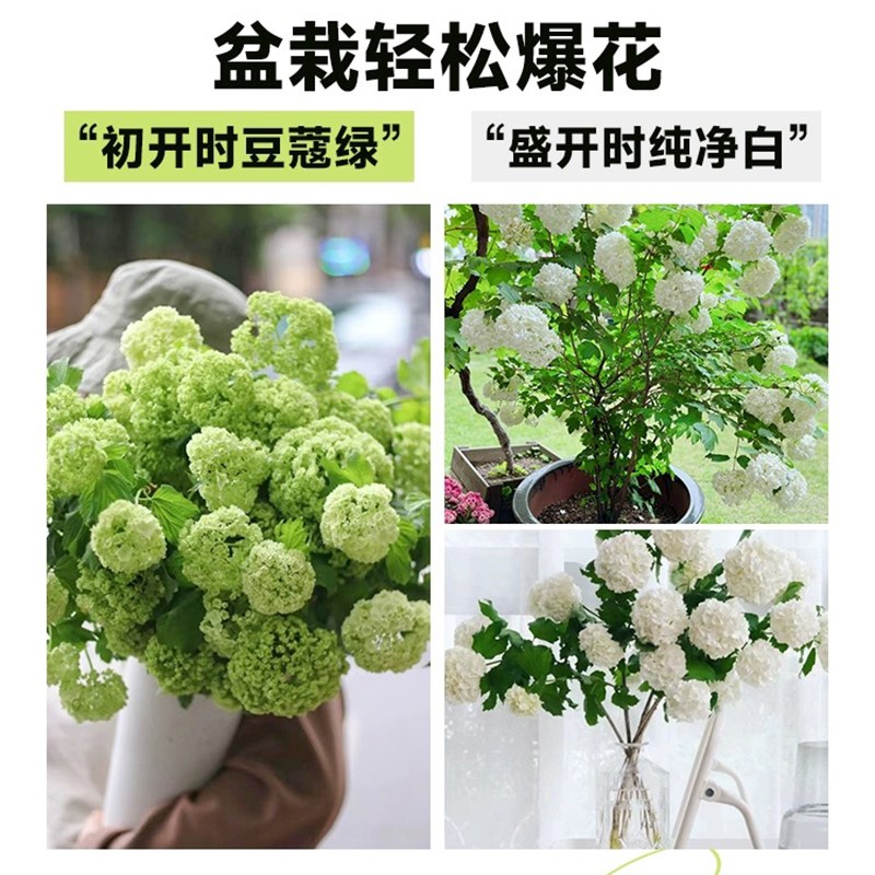 欧洲木绣球大苗带花阳台庭院可地栽观赏花卉盆栽树苗耐寒耐热植物