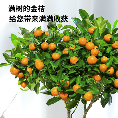 四季金桔树苗盆栽带果客厅招财植物室内花卉绿植小橘子盆景年宵花