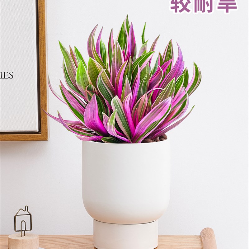 【紫露兰盆栽】室内植物花卉好养油画吊兰客厅清新空气小绿植四季