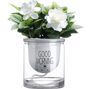 发财树办公室内好养小绿植盆栽花卉栀子花绿萝水培富贵竹多肉植物