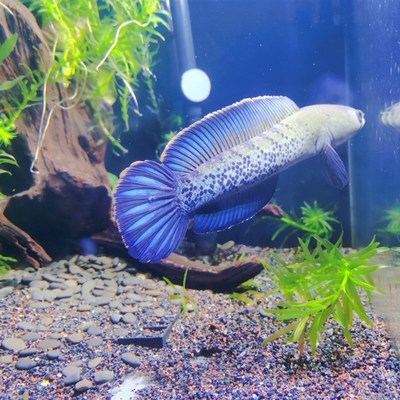 雷龙鱼单品蓝宝石雷龙苗巴卡二型鬼王雷龙苗快速发货包邮包损售后