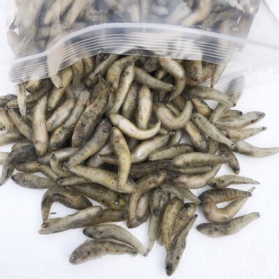 热带鱼龙鱼饲料虎鱼鱼食沉底丁鱼山根鱼麦穗鱼冰冻冷冻