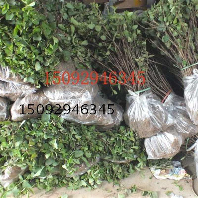 金银花苗树苗植物金银花苗四季盆栽药用食用树桩盆景老桩爬藤