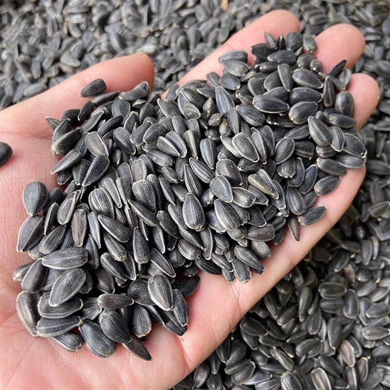 新上生黑珍珠小瓜子葵花子油葵籽 鹦鹉鸟食仓鼠零食鸟粮鸽粮