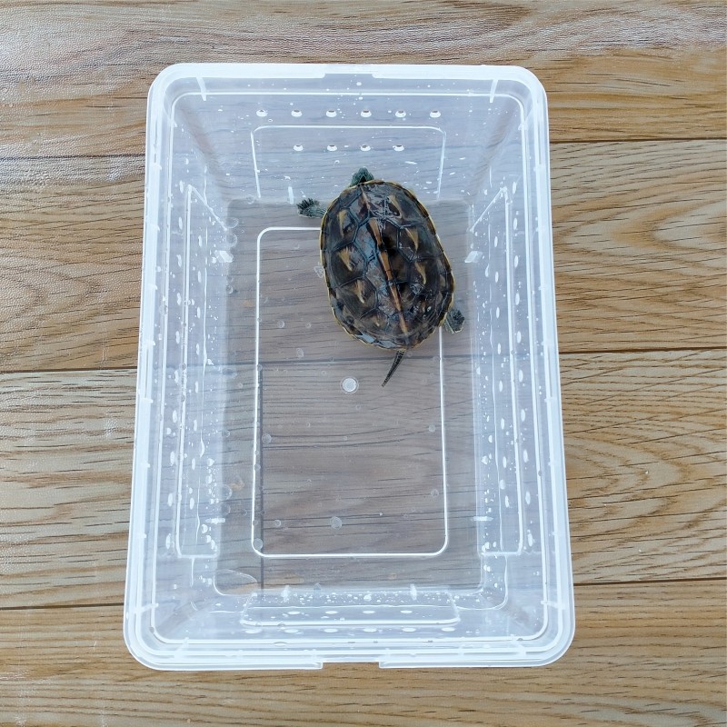 乌龟缸家用专用养殖盆饲养盒大号塑料盆子带盖爬虫裸缸桌面网红缸,宠物/宠物食品及用品,桌面缸,淘宝优惠券,粉丝福利购,淘宝优惠卷