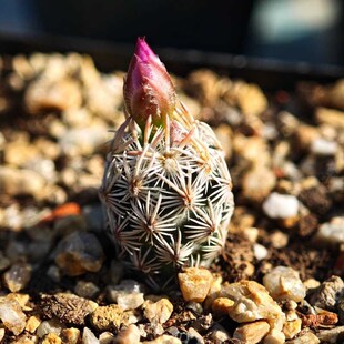 实生粉花紫王子仙人球松球多肉植物花卉绿植室内盆栽阳台夏季好养