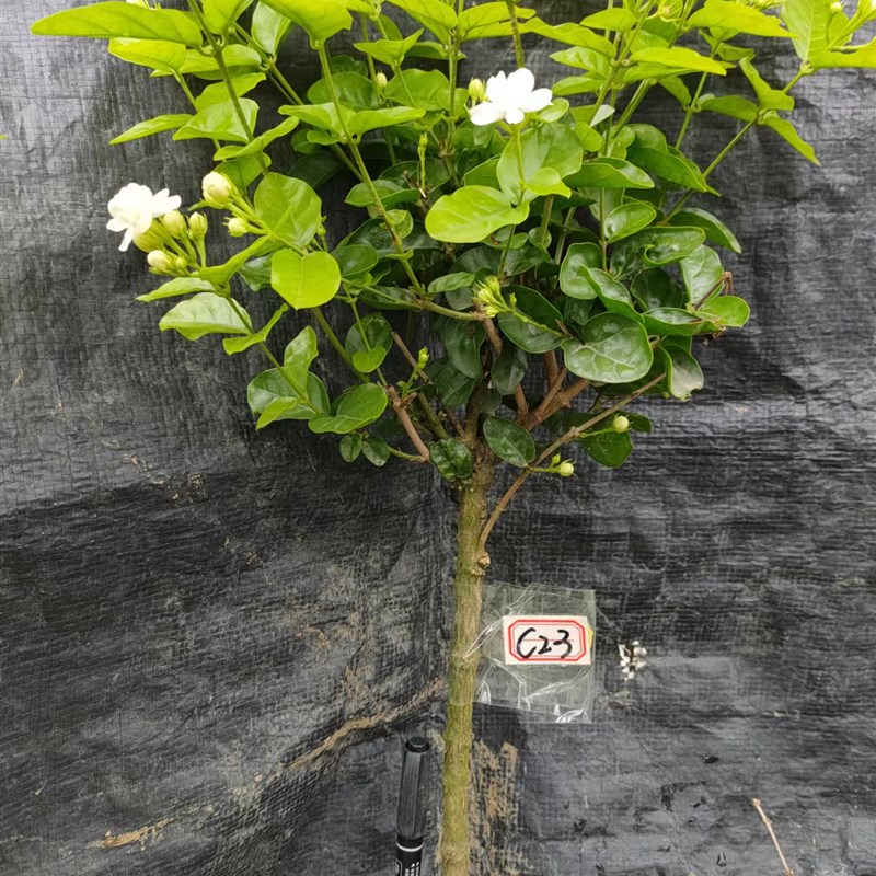 独杆棒棒糖大冠幅茉莉老桩盆栽花园庭院绿植物花卉开花不断芳香