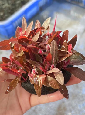 紫叶大坨草缸鱼缸造景红色水草场直发懒人水培增氧淡水草阴性植物