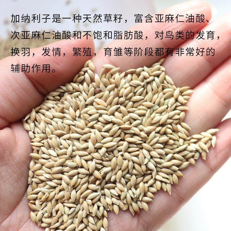 加纳利子鸟食鹦鹉鸟粮饲料虎皮玄风牡丹白尖金丝雀芙蓉黄雀草籽,宠物/宠物食品及用品,鸟食,淘宝优惠券,粉丝福利购,淘宝优惠卷