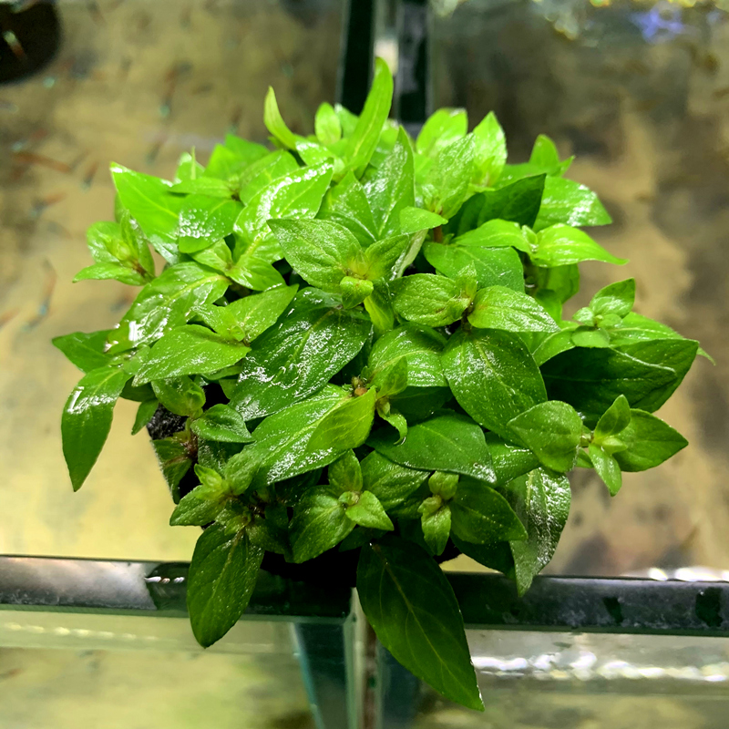 迷你爬地珍珠牛毛水榕 藻球前景草小型观赏鱼活 草缸鱼缸造景水草