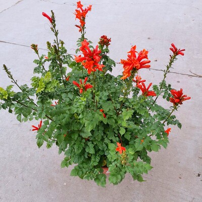 凌霄花菱霄花盆栽爬藤攀缘花卉大苗多花多年生花期长带土发货包邮