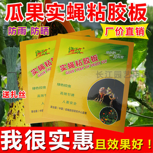 诱敌实蝇粘胶板万蝇迷果蝇诱捕贴果园实蝇针蜂贴农用大棚粘虫黄板
