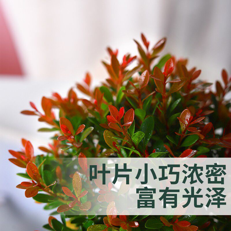 小叶赤楠盆景室内盆栽植物办公室绿植小精致办公桌名贵花卉好养活