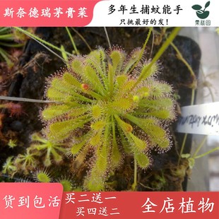 斯奈德瑞茅膏菜【食虫草鱼缸造景观粘虫纸抓虫吃小飞虫食虫植物】