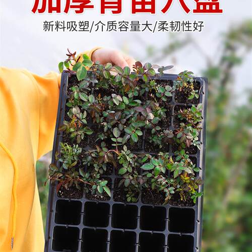 育苗盘套装育苗穴盘扦插盘育苗盆育苗神器蔬菜多肉营养盘育苗托盘