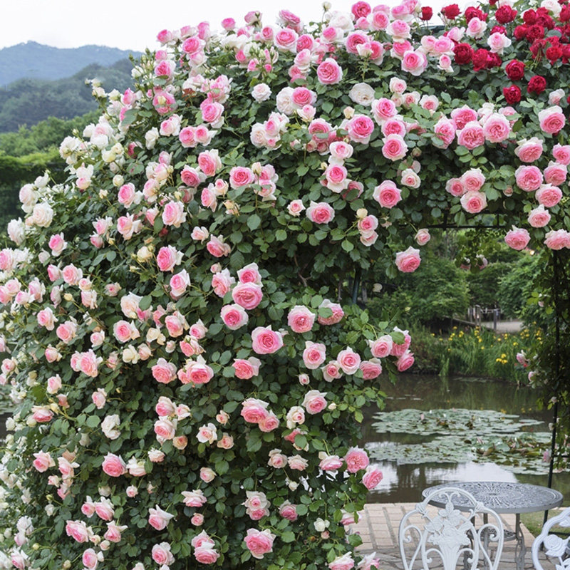 天狼月季 龙沙宝石/粉色龙沙宝石 月季玫瑰 多季粉色藤本月季,鲜花速递/花卉仿真/绿植园艺,月季/蔷薇/玫瑰,淘宝优惠券,粉丝福利购,淘宝优惠卷