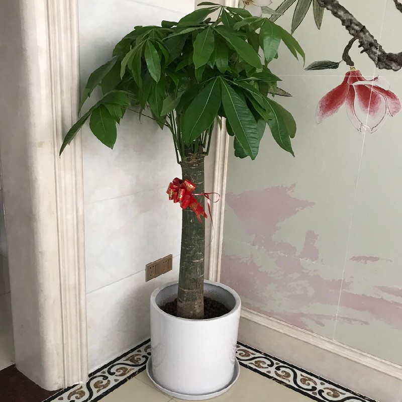 深圳 单杆发财树盆栽客厅大颗型树桩植物绿植办公室开业乔迁送礼