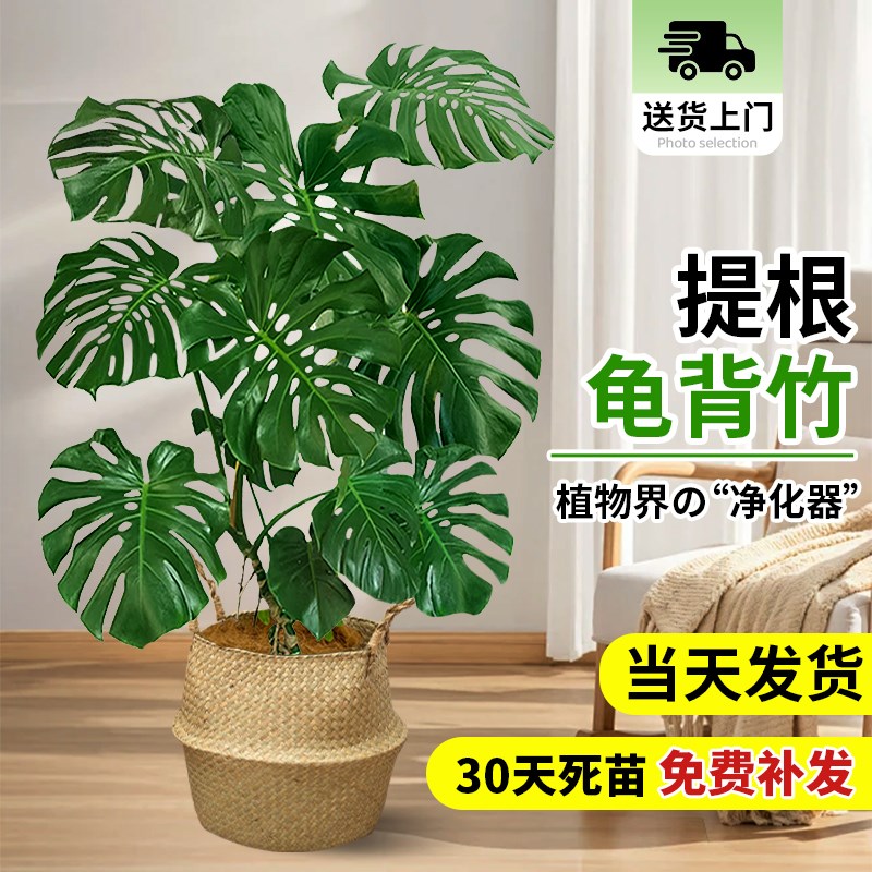 龟背竹客厅大盆栽室内客厅大叶老桩植物电视柜旁边X大型绿植落地