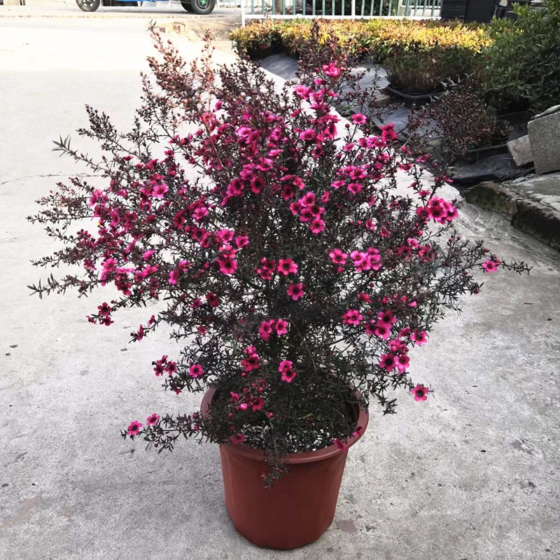 澳梅小叶寒梅盆栽松红梅耐寒花卉多年生木本花卉植物基地发货带花